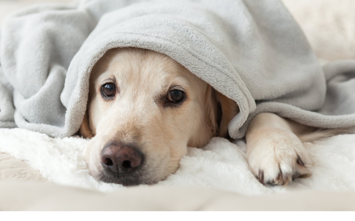 HOW TO KEEP YOUR PETS WARM DURING WINTER supporting image