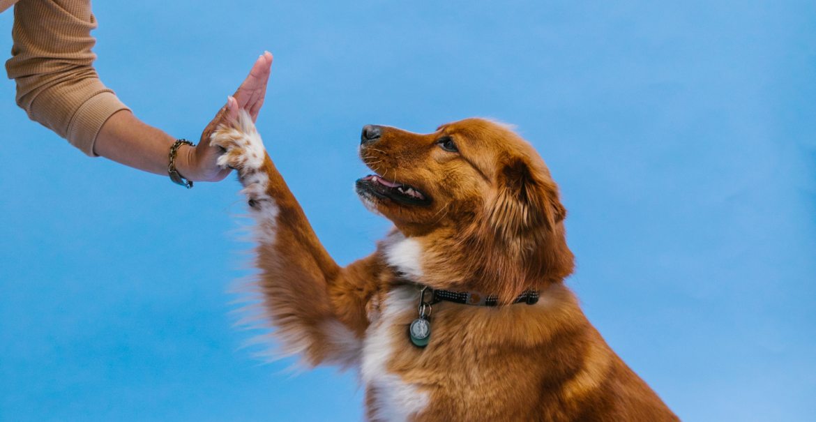 HOW TO COMMUNICATE WITH YOUR DOG supporting image