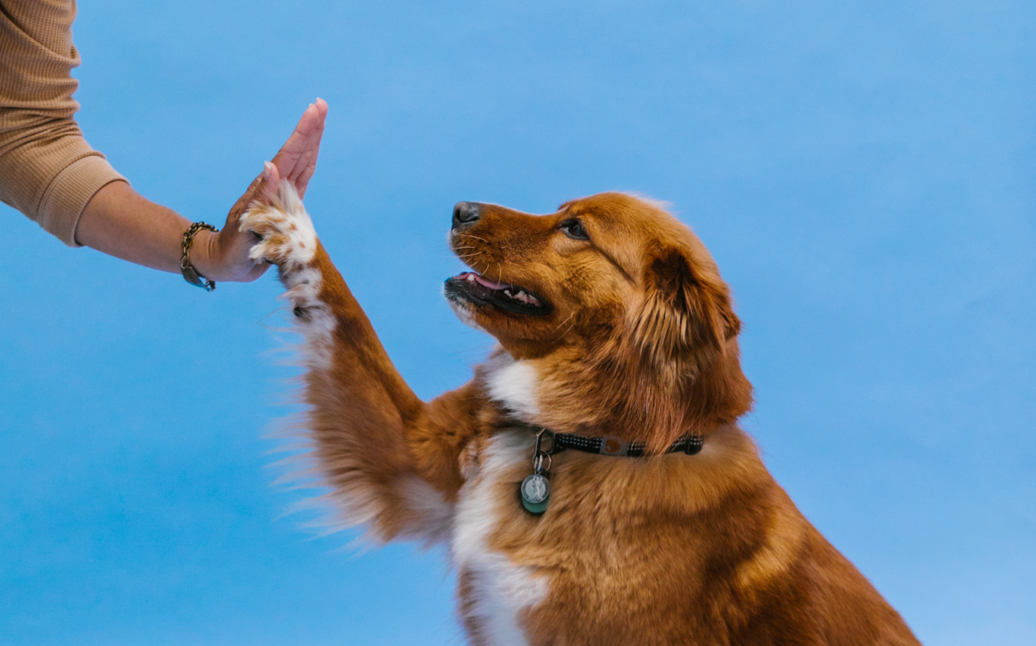 HOW TO COMMUNICATE WITH YOUR DOG supporting image